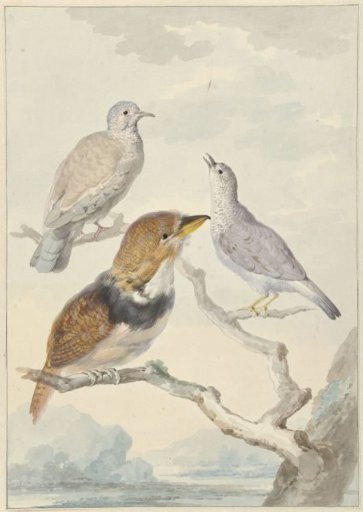 Three birds, two Inca Doves and a Collared Coucal