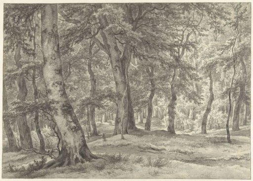 View in the Hague Forest
