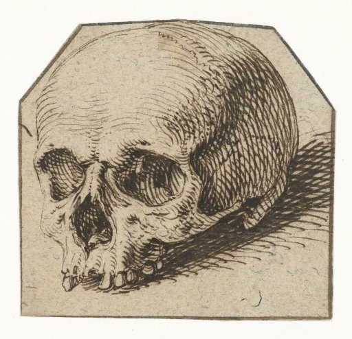Study of a skull