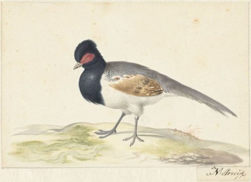 Bird with Grey Tail Feathers, Black Head with Red Spot, Facing Left