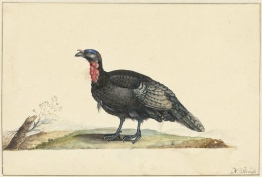 Bird with Black Feathers and a Red Crop, Standing, Facing Left