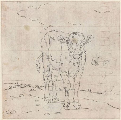 Standing calf, from the front