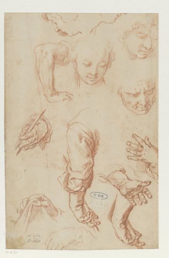 Studies of Arms, Hands and Heads