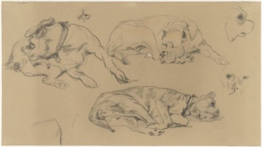 Sketches of a dog
