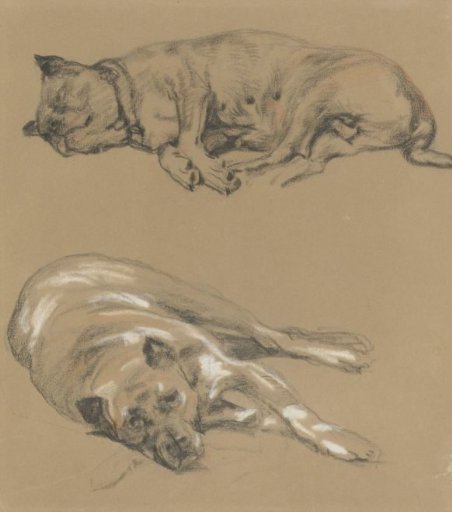 Two studies of a lying dog