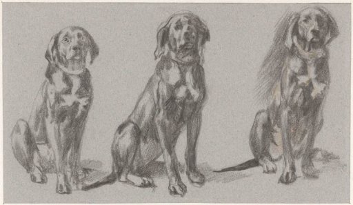 Three studies of a sitting dog