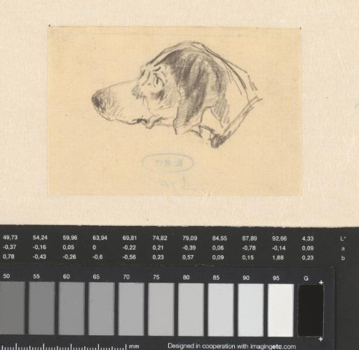 Head of a Hunting Dog, in Profile