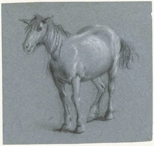 Horse from the front