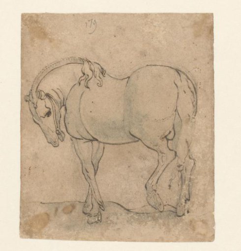 Horse seen from the side