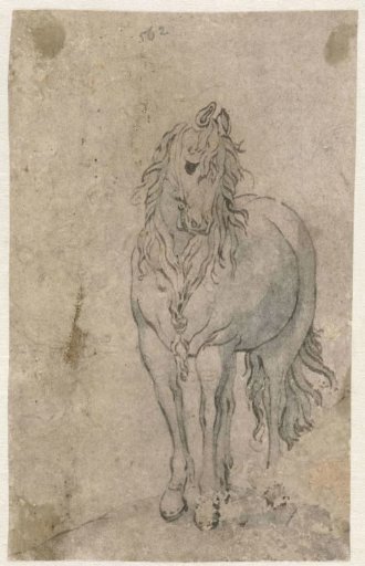 Horse Seen from the Front