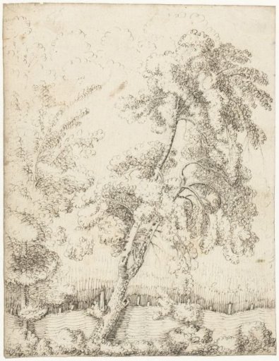Trees by a fence