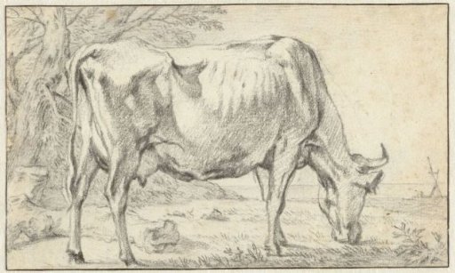 Grazing Cow in Profile to the Right