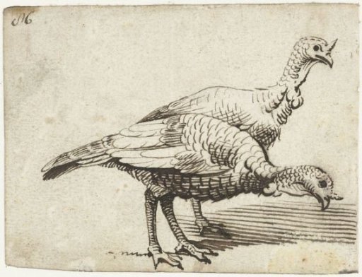 Two turkeys