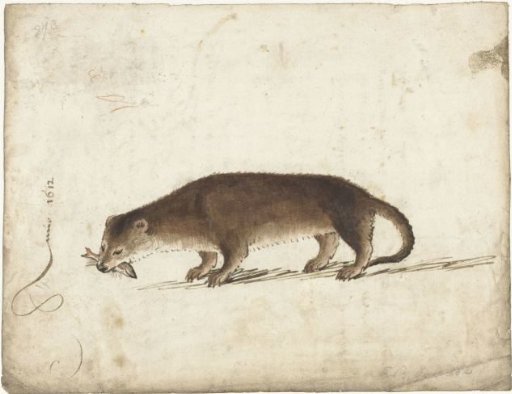 Otter with a fish in its mouth