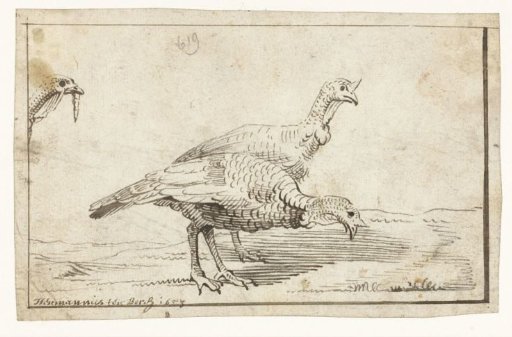 Three Turkeys