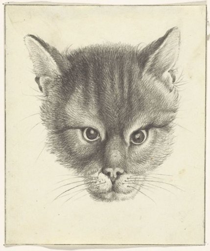Cat's head, from the front