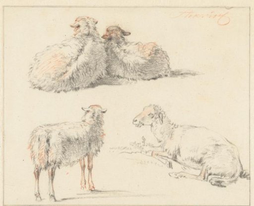 Study sheet with four sheep