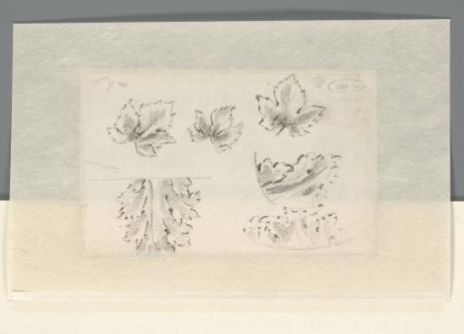 Six leaf studies