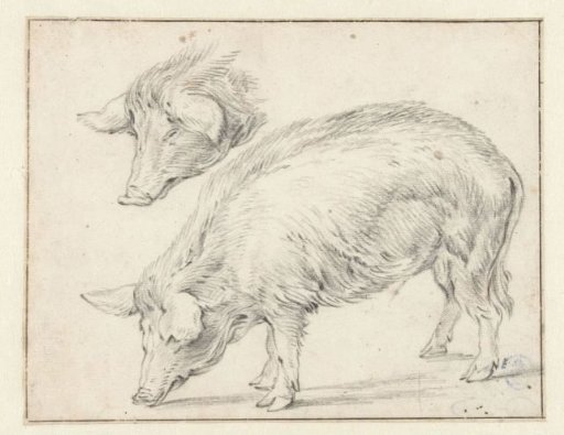 Two Studies of a Pig
