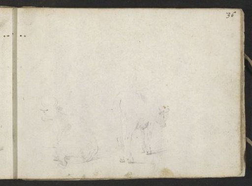 Lying and standing cow