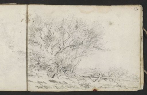 Trees along a sandy path
