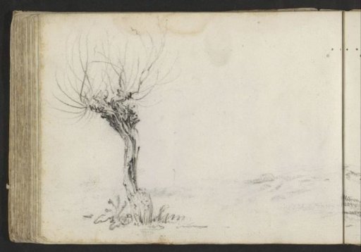 Pollard Willow