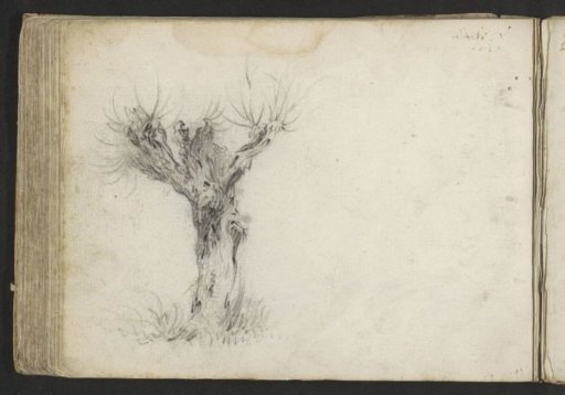Pollarded willow