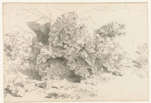 Study of a Rhubarb Plant