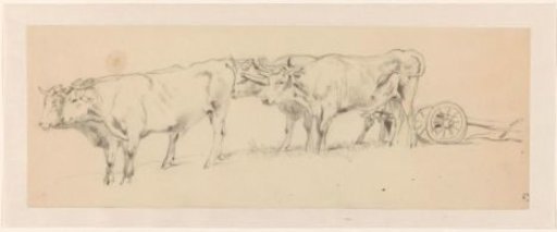 Four oxen, yoked for a plough