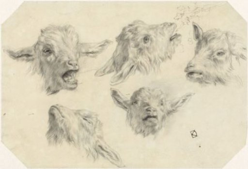Five sketches of goat heads