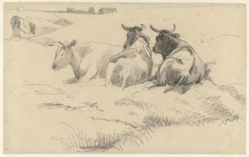 Three recumbent cows