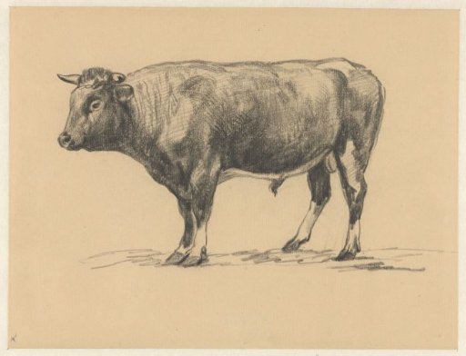 Standing bull, facing left