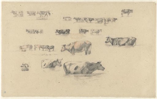 Studies of Cows
