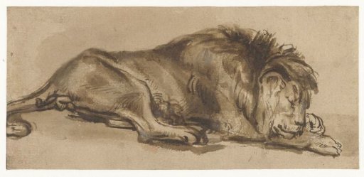 Study of a Lion Asleep