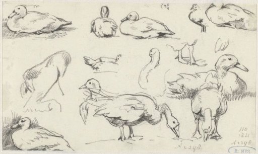 Studies of geese and ducks