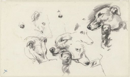 Studies of a dog's head