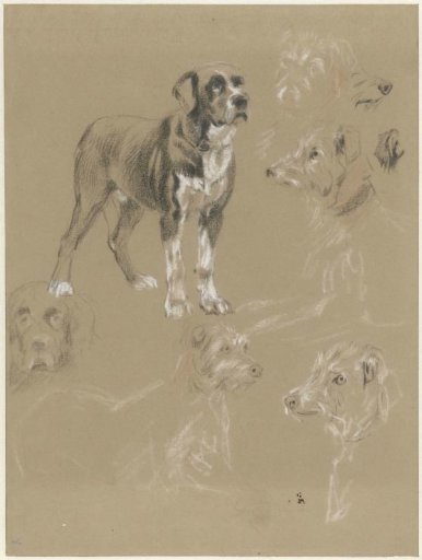 Studies of a dog
