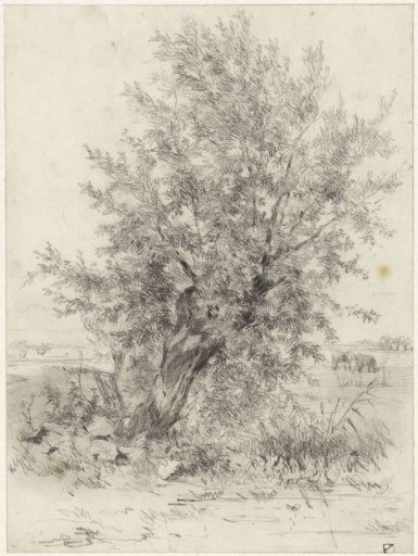 Weeping willow in a landscape