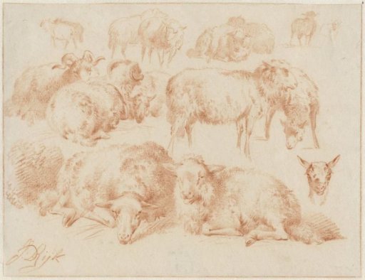 Studies of sheep