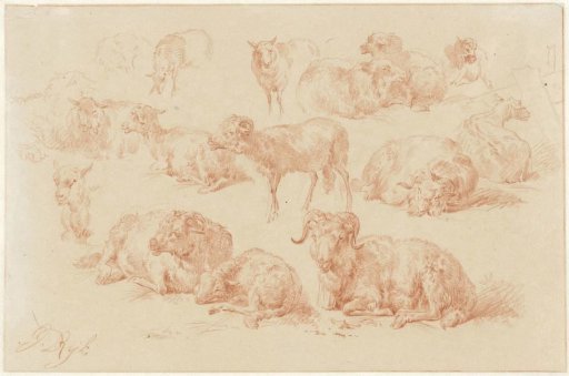 Studies of sheep