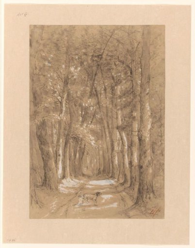 Avenue between trees
