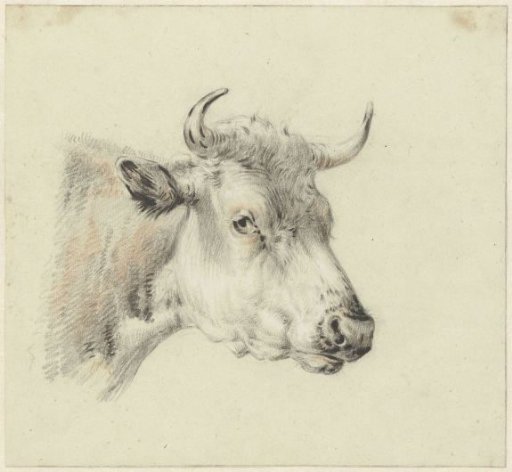 Head of a cow