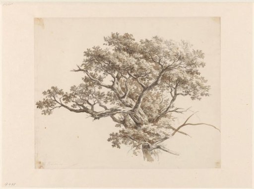 Tree study