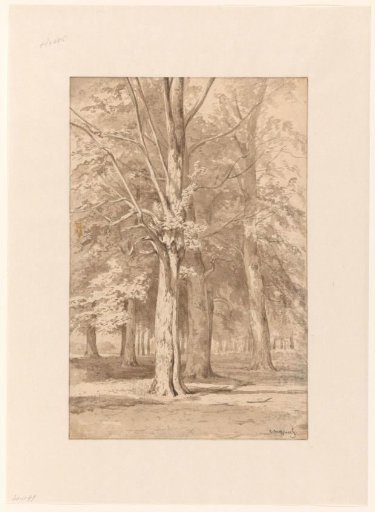 Forest view