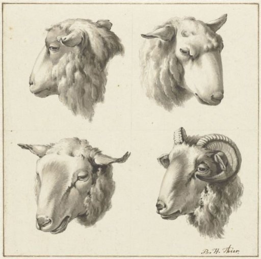 Four heads of sheep and goats