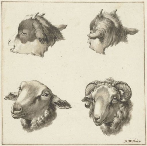 Four heads of goats and sheep