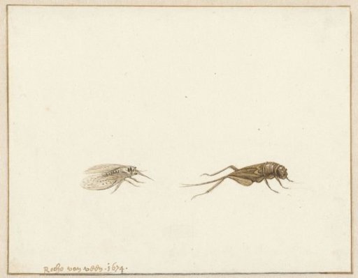 Two Insects
