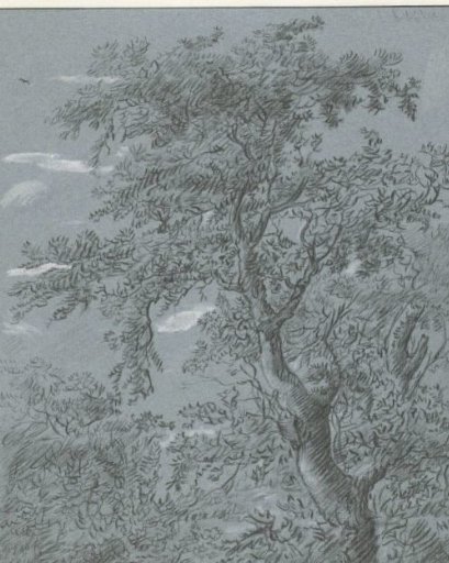 Tree study