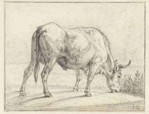 Grazing bull