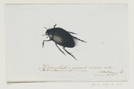 Black Water Beetle